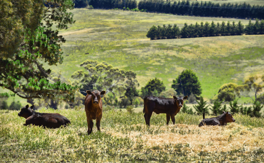 MSC_Cattle near Pykes Creek