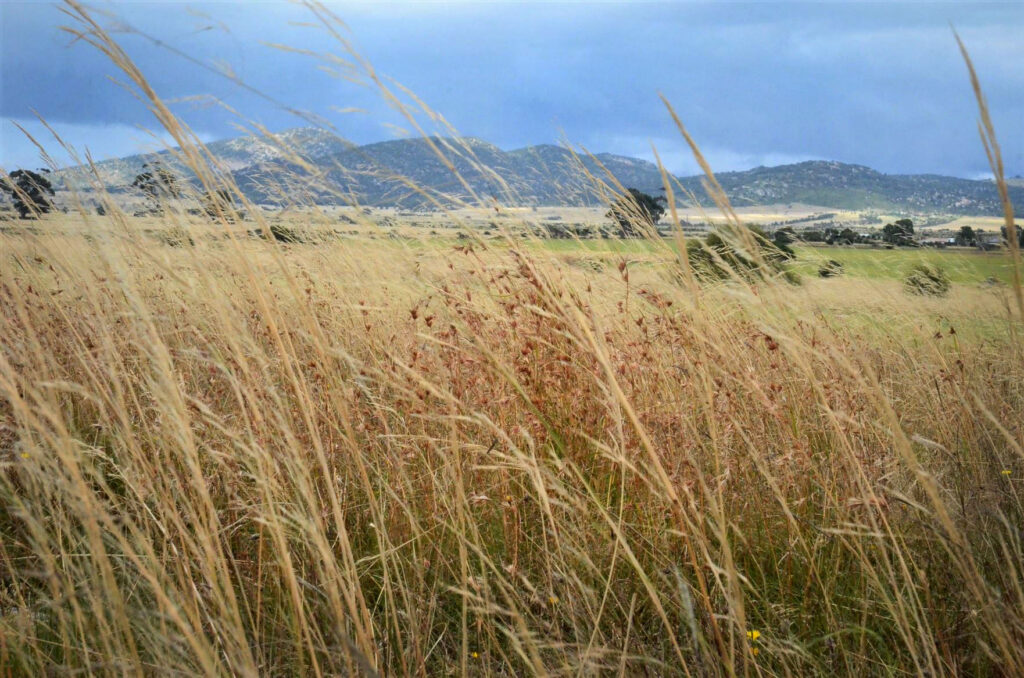 WCC_Grassland with You Yangs - Little River - Rebecca Bond WCC